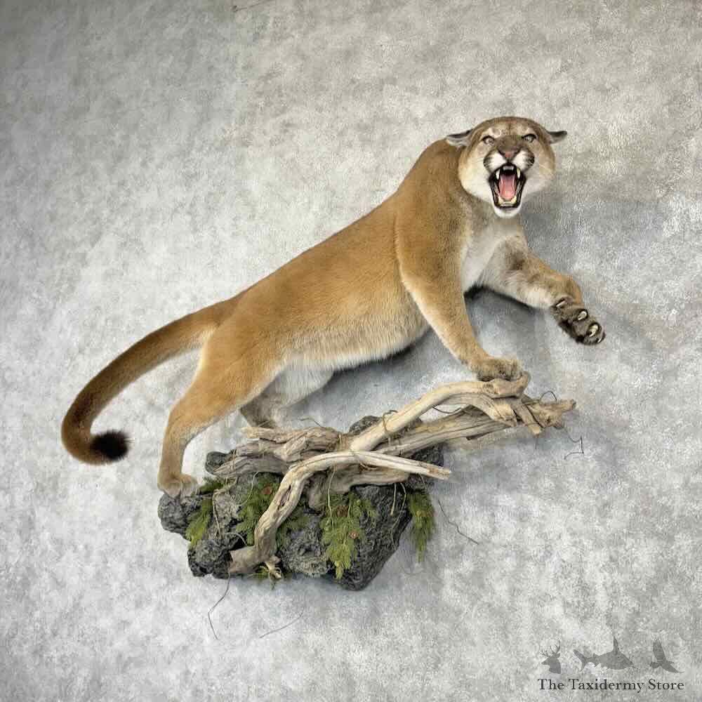 Mountain Lion Cougar Life-Size Mount For Sale #30402 @ The Taxidermy Store
