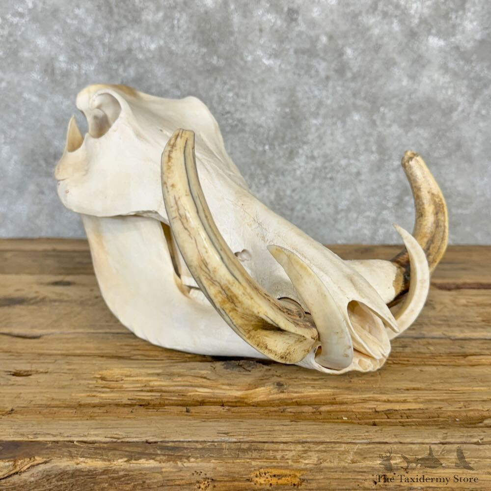 African Warthog Full Skull For Sale #29012 @ The Taxidermy Store