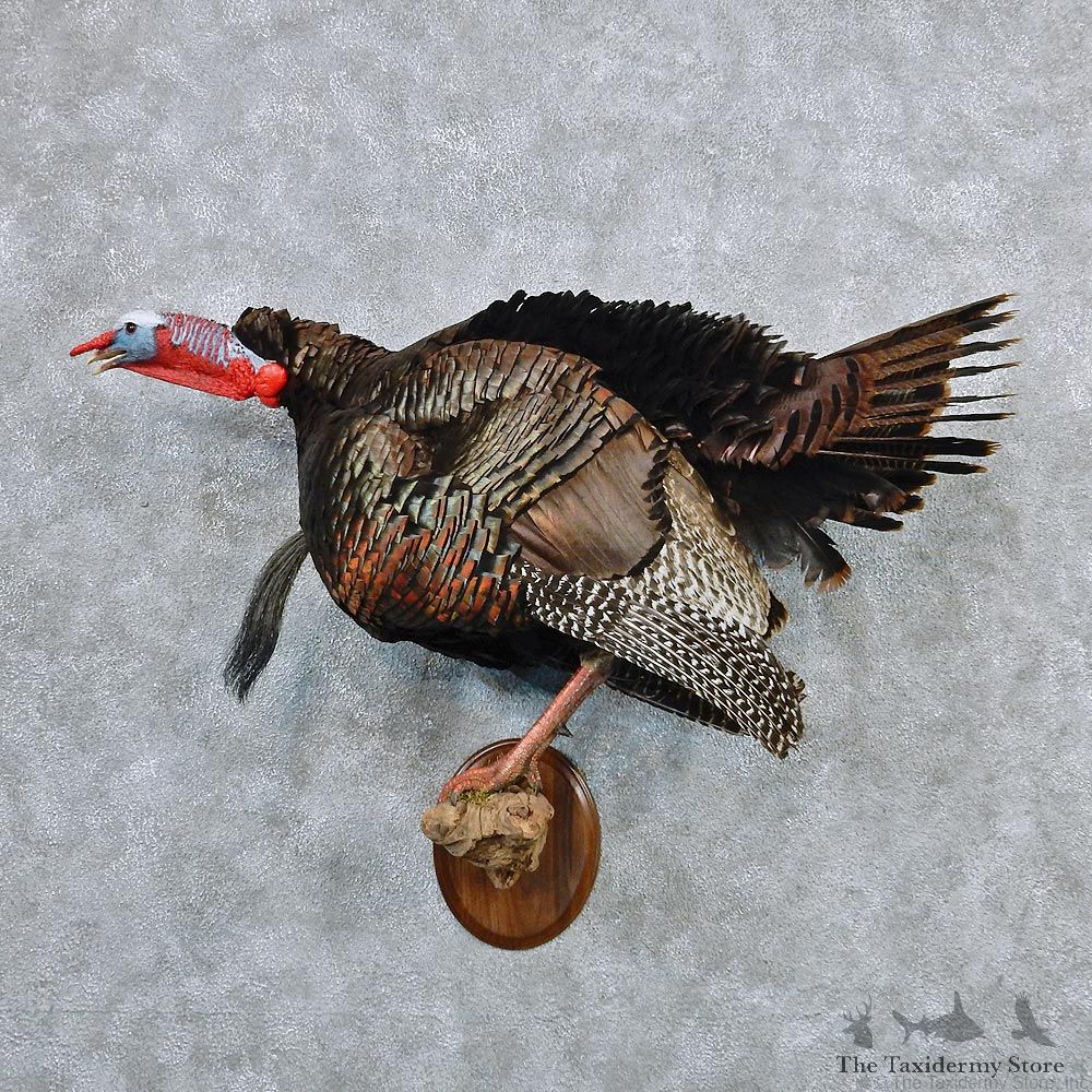 Wild Turkey Standing Life Size Taxidermy Mount #12591 For Sale @ The Taxidermy Store