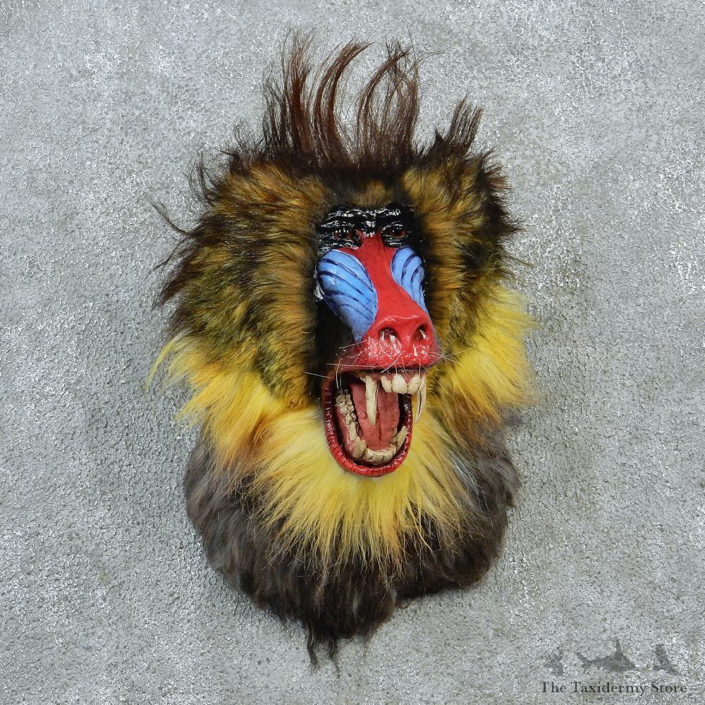 Mandrill Baboon Taxidermy Shoulder Mount #12910 For Sale @ The Taxidermy Store