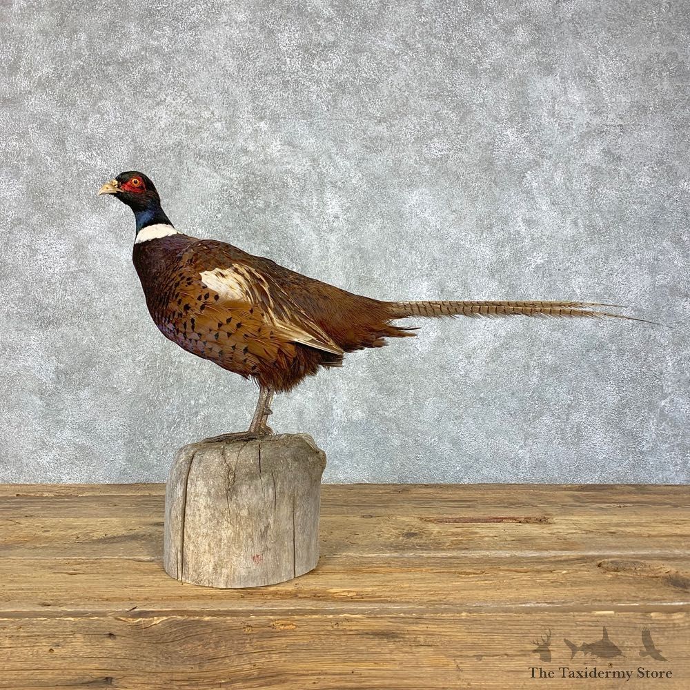 Ringneck Pheasant Bird Mount For Sale #21388 @ The Taxidermy Store