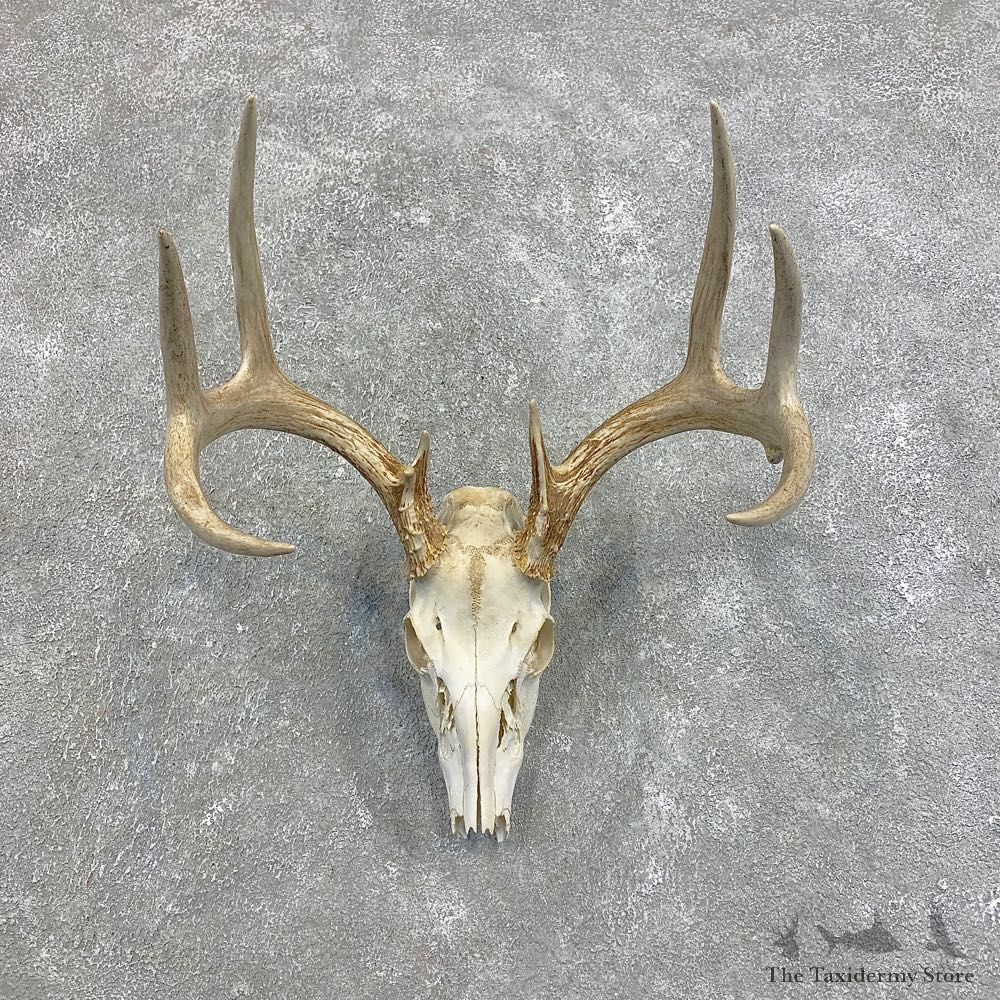 Whitetail Deer Skull European Mount For Sale #21483 @ The Taxidermy Store