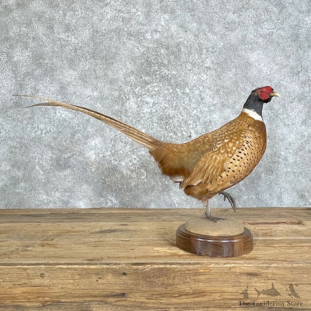 Ringneck Pheasant Bird Mount For Sale #27966 @ The Taxidermy Store