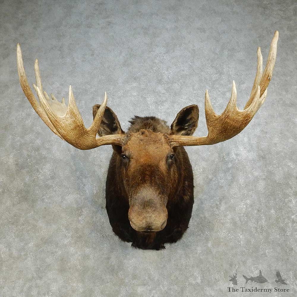 Alaskan Yukon Moose Shoulder Mount For Sale #14596 @ The Taxidermy Store
