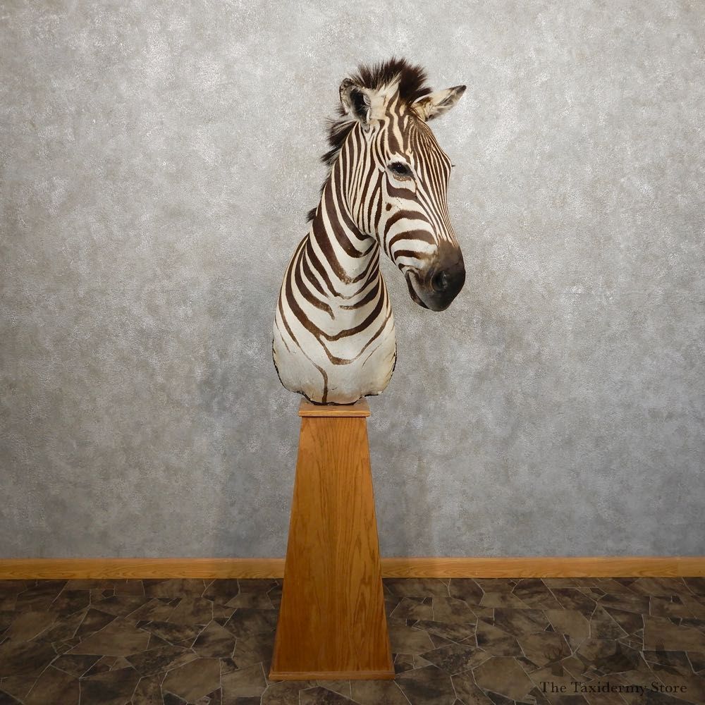 African Burchell's Zebra Pedestal Mount For Sale #20341 @ The Taxidermy Store