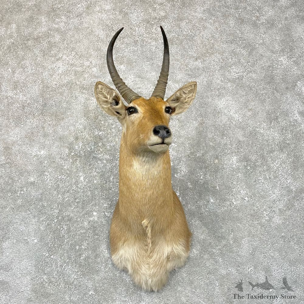 African Common Reedbuck Shoulder #24958 - The Taxidermy Store