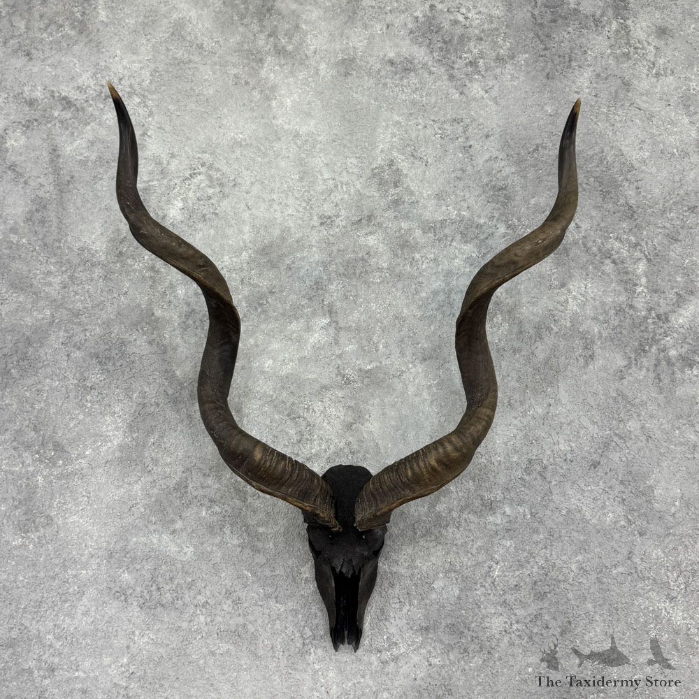 Greater Kudu Skull & Horns European Mount For Sale #32400 @ The Taxidermy Store