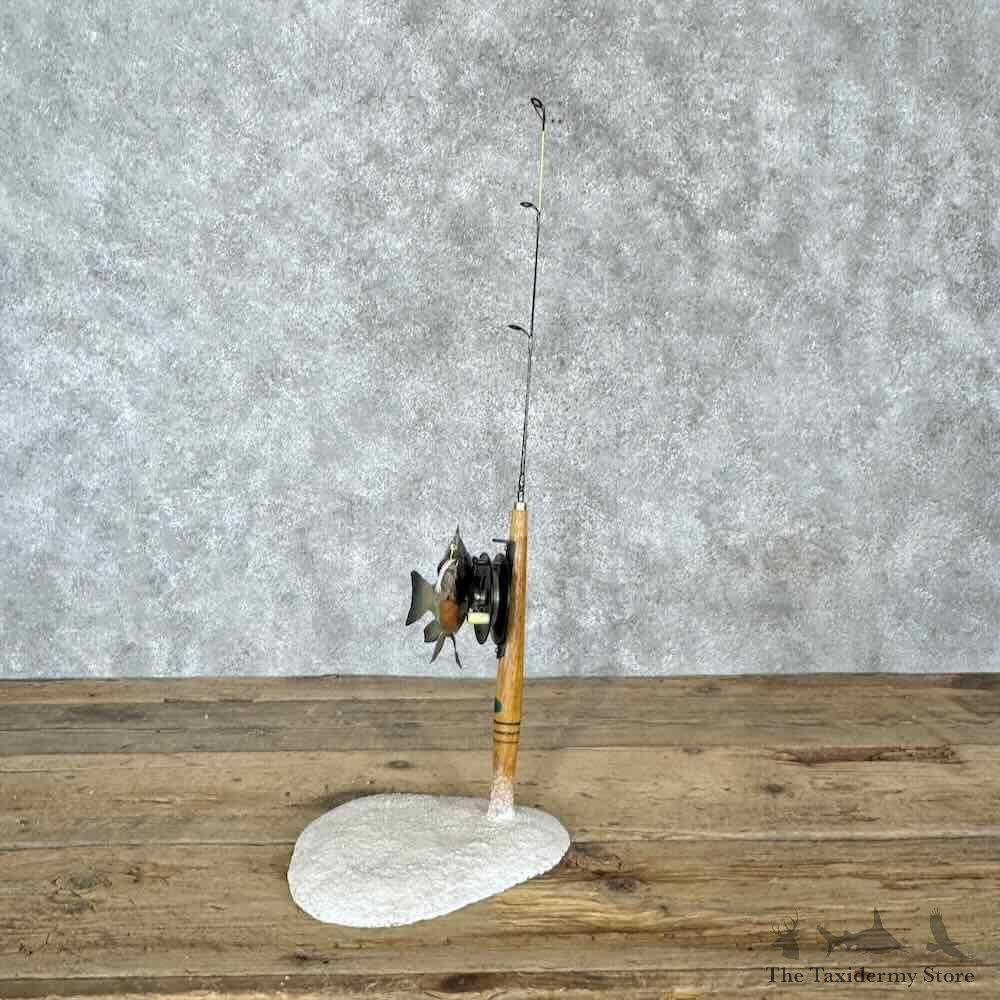 Bluegill Fish Decor Mount For Sale #30410 @ The Taxidermy Store