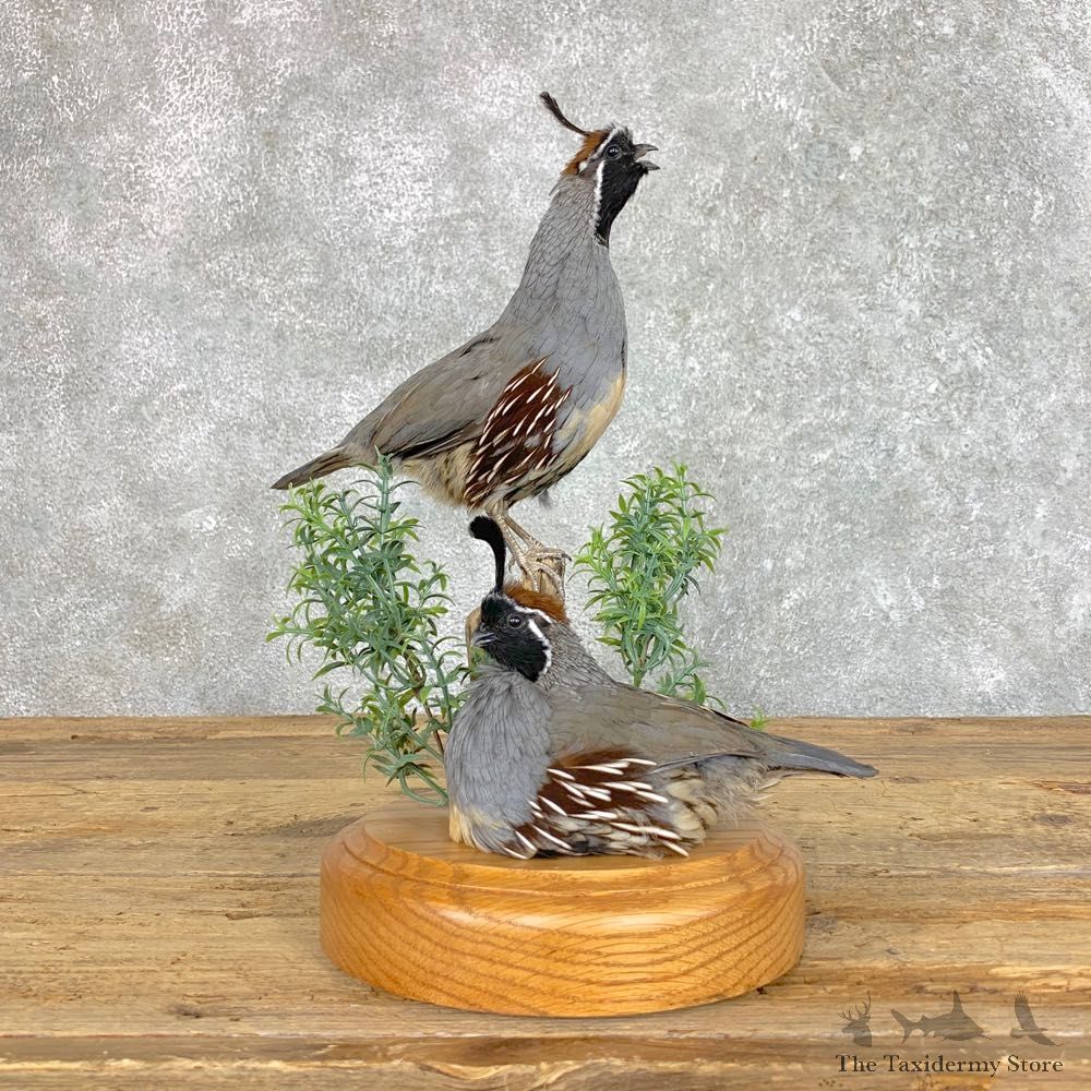 Double California Quail Bird Display For Sale #22823 @ The Taxidermy Store
