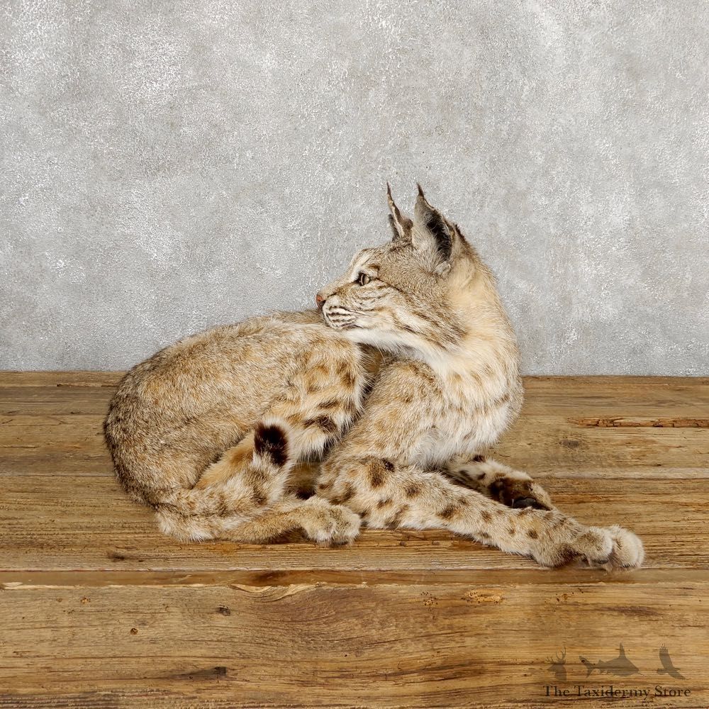 Bobcat Life-Size Mount For Sale #18881 @ The Taxidermy Store