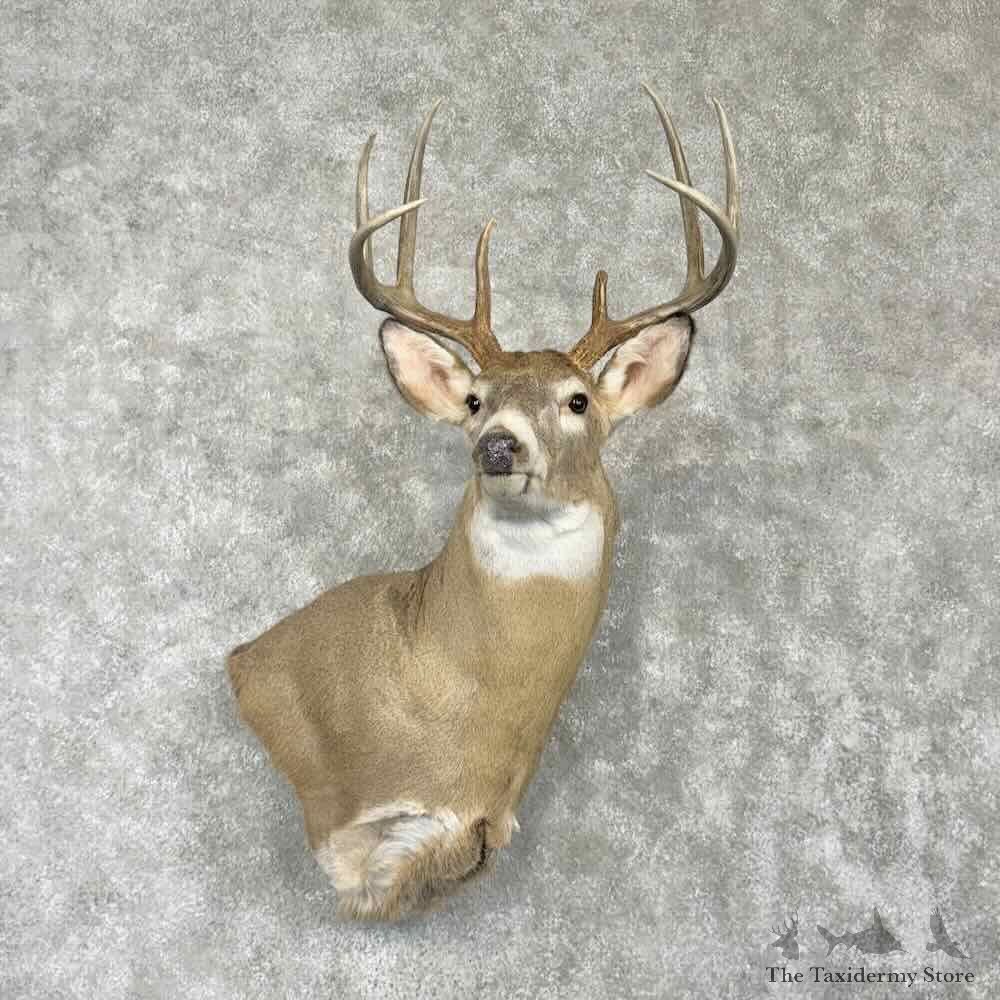 Whitetail Deer Wall Pedestal Shoulder Mount For Sale #30349 @ The Taxidermy Store