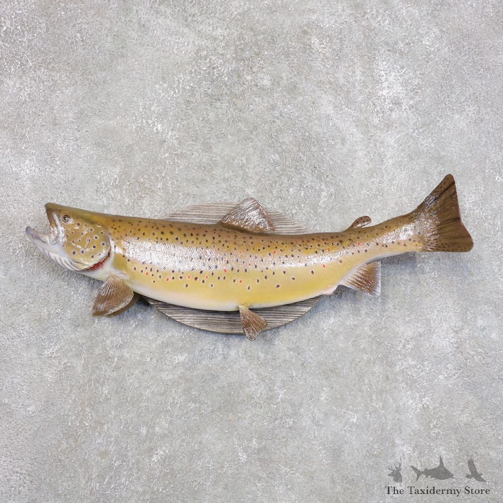 Brown Trout Fish Mount For Sale #22277 @ The Taxidermy Store