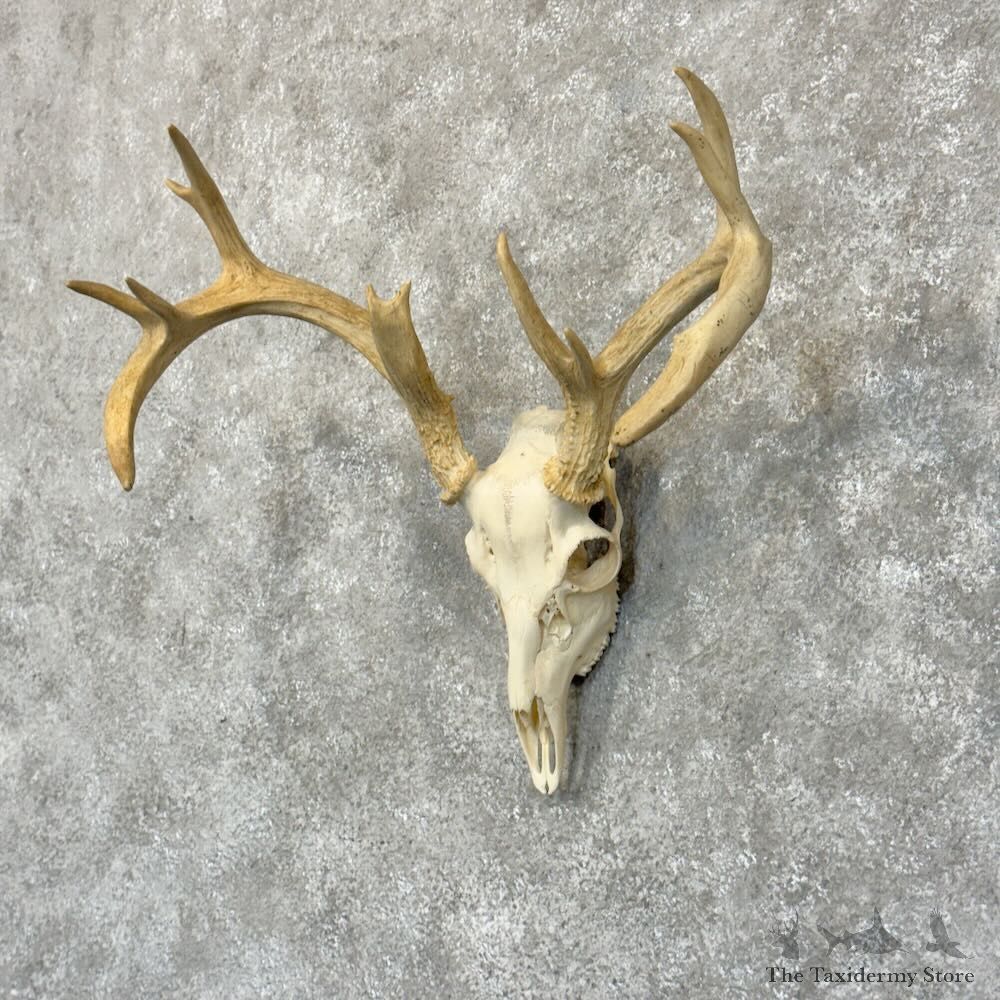 Whitetail Deer Skull European Mount For Sale #28903 @ The Taxidermy Store