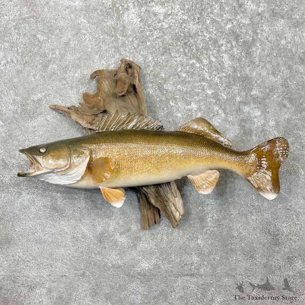 Walleye Taxidermy Mount For Sale #27431 @ The Taxidermy Store