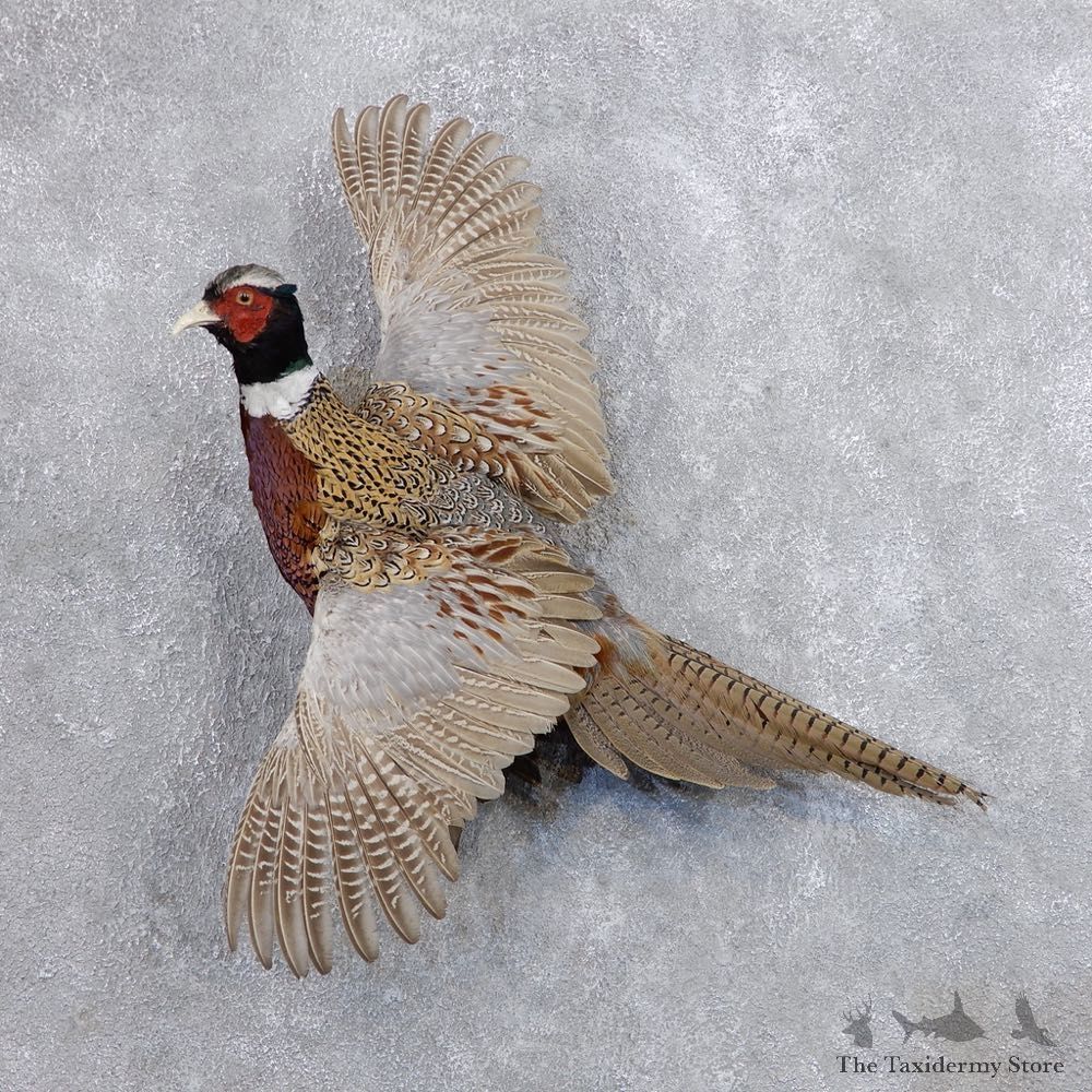 Ringneck Pheasant Bird Mount For Sale #18682 @ The Taxidermy Store