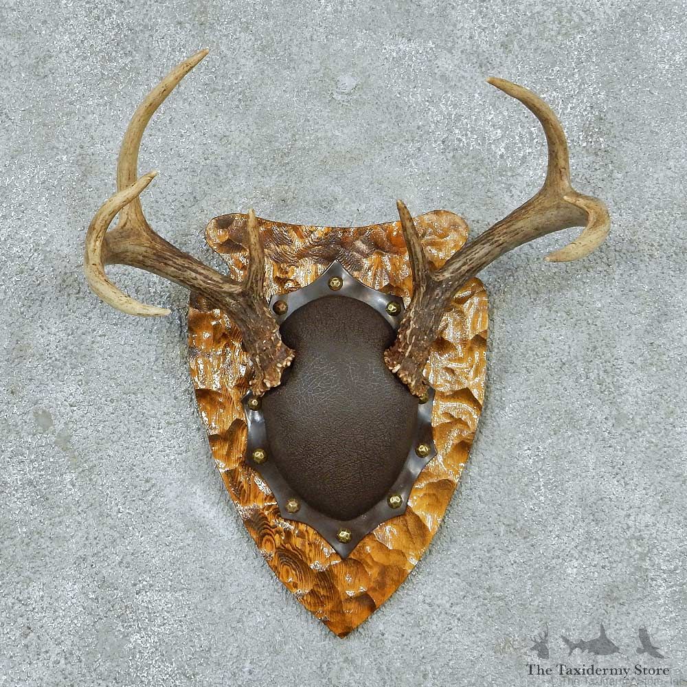 Whitetail Deer Antler Plaque Mount #13771 For Sale @ The Taxidermy Store