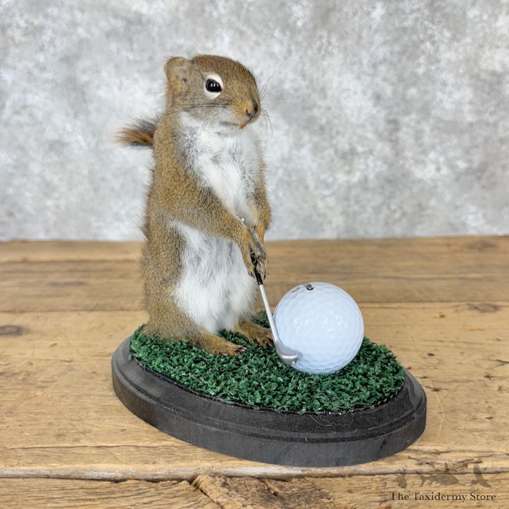 Golfing Squirrel Novelty Mount For Sale #29944 @ The Taxidermy Store