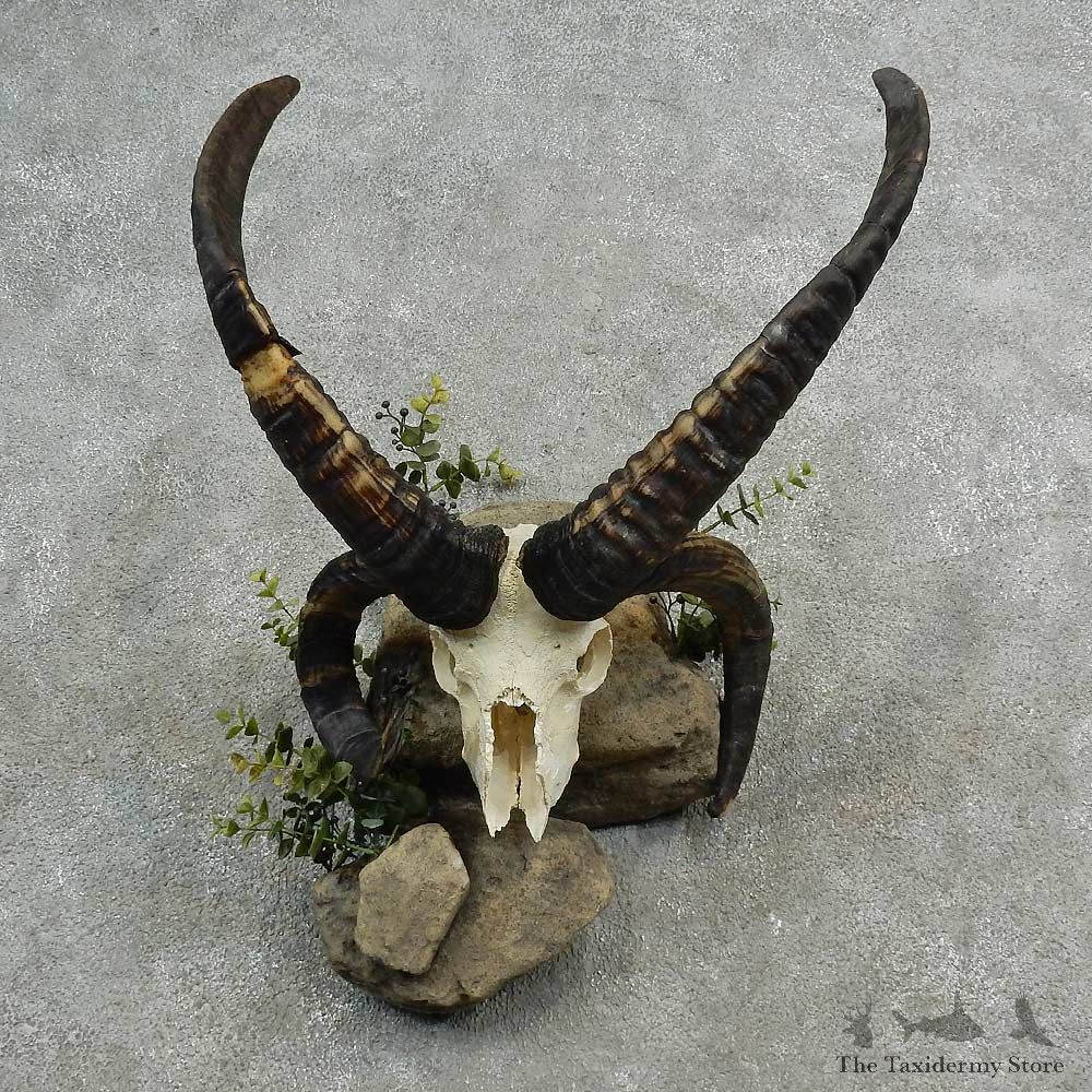 Jacob’s Four Horn Skull European Mount For Sale #16985 @ The Taxidermy Store