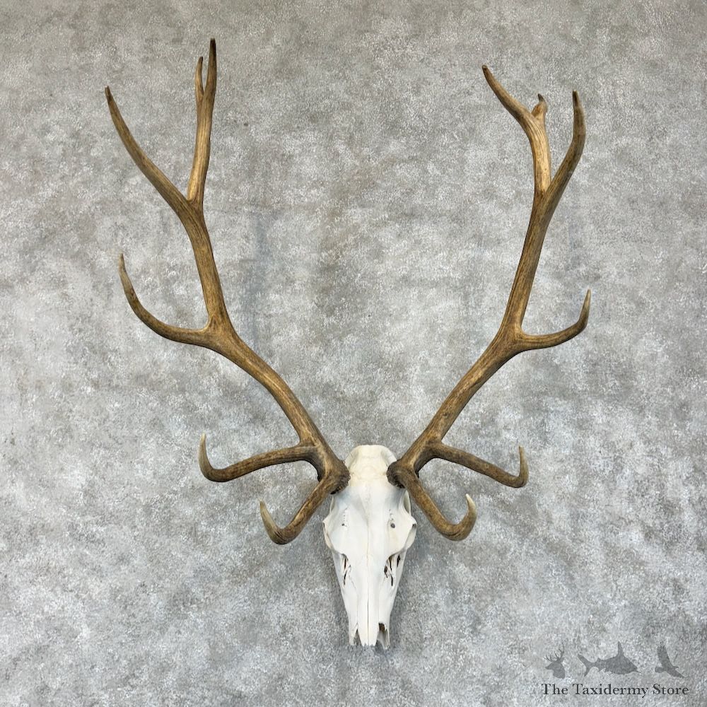 Rocky Mountain Elk Skull European Mount For Sale #29590 @ The Taxidermy Store
