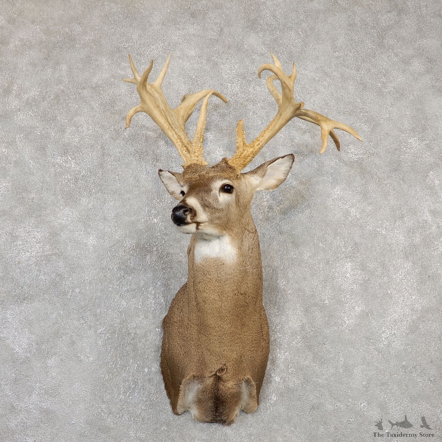 Whitetail Deer Shoulder Mount For Sale #20009 @ The Taxidermy Store