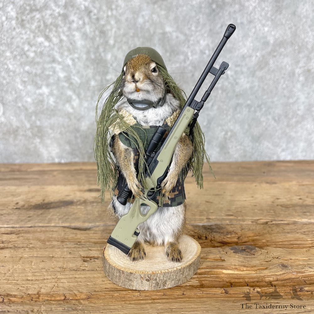 Tactical Squirrel Novelty Mount For Sale #26538 @ The Taxidermy Store