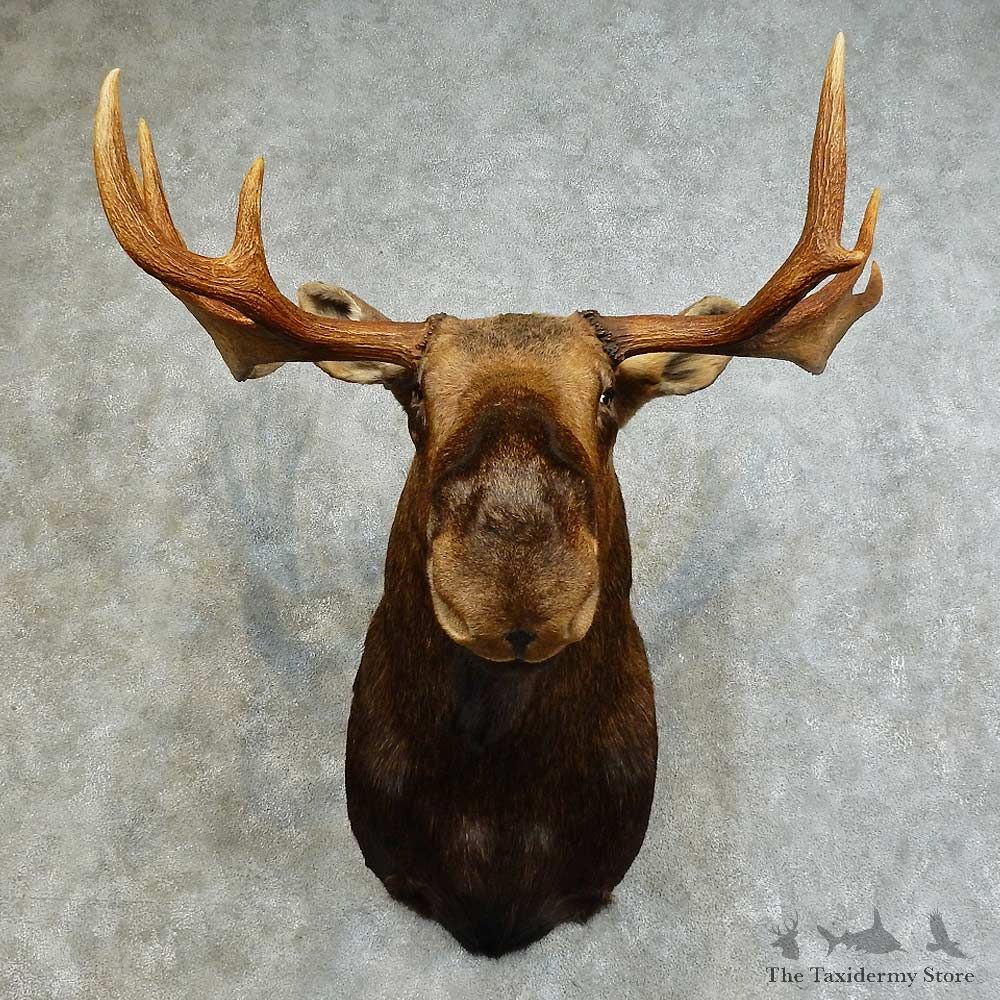 Canadian Moose Shoulder Mount For Sale #16140 @ The Taxidermy Store