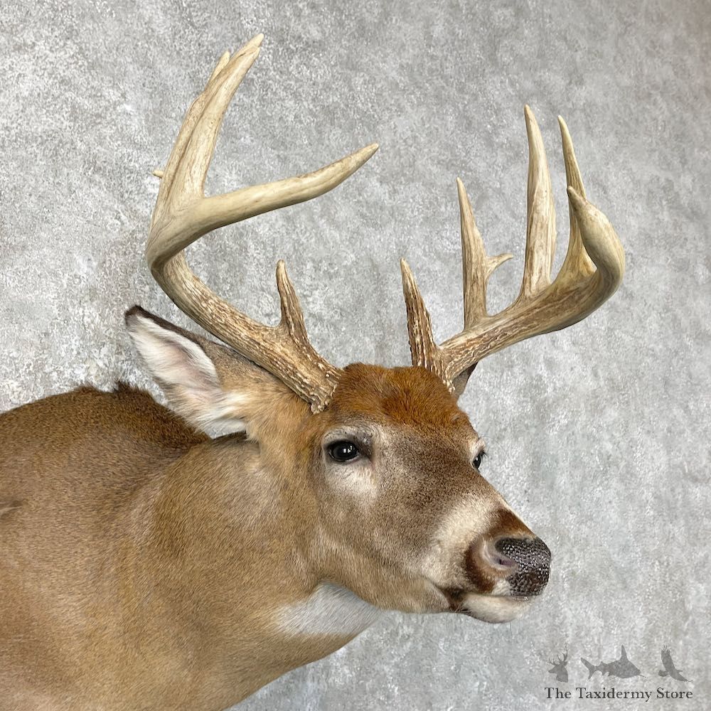 Whitetail Deer Shoulder Mount For Sale #26934 @ The Taxidermy Store