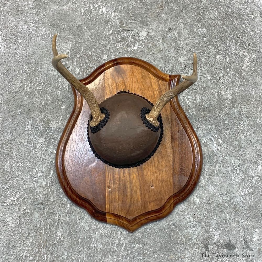 Whitetail Deer Antler Plaque Mount For Sale #22668 @ The Taxidermy Store