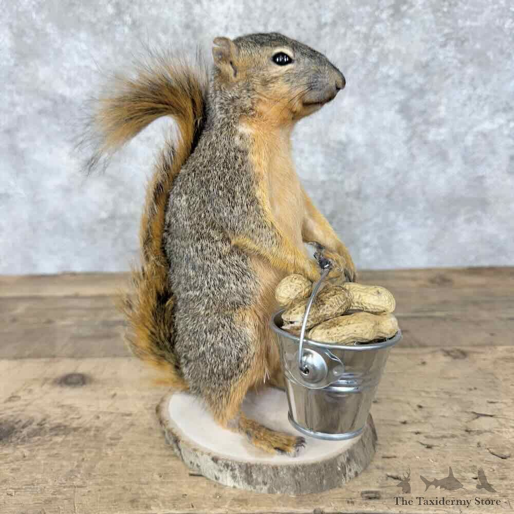 Fox Squirrel Novelty Mount For Sale #30579 @ The Taxidermy Store