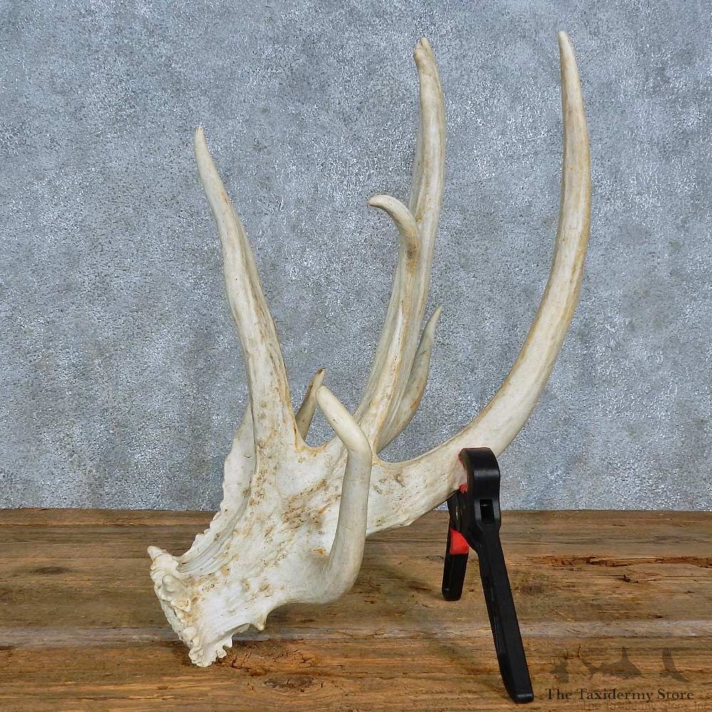 Whitetail Deer Antler Shed For Sale #15442 @ The Taxidermy Store