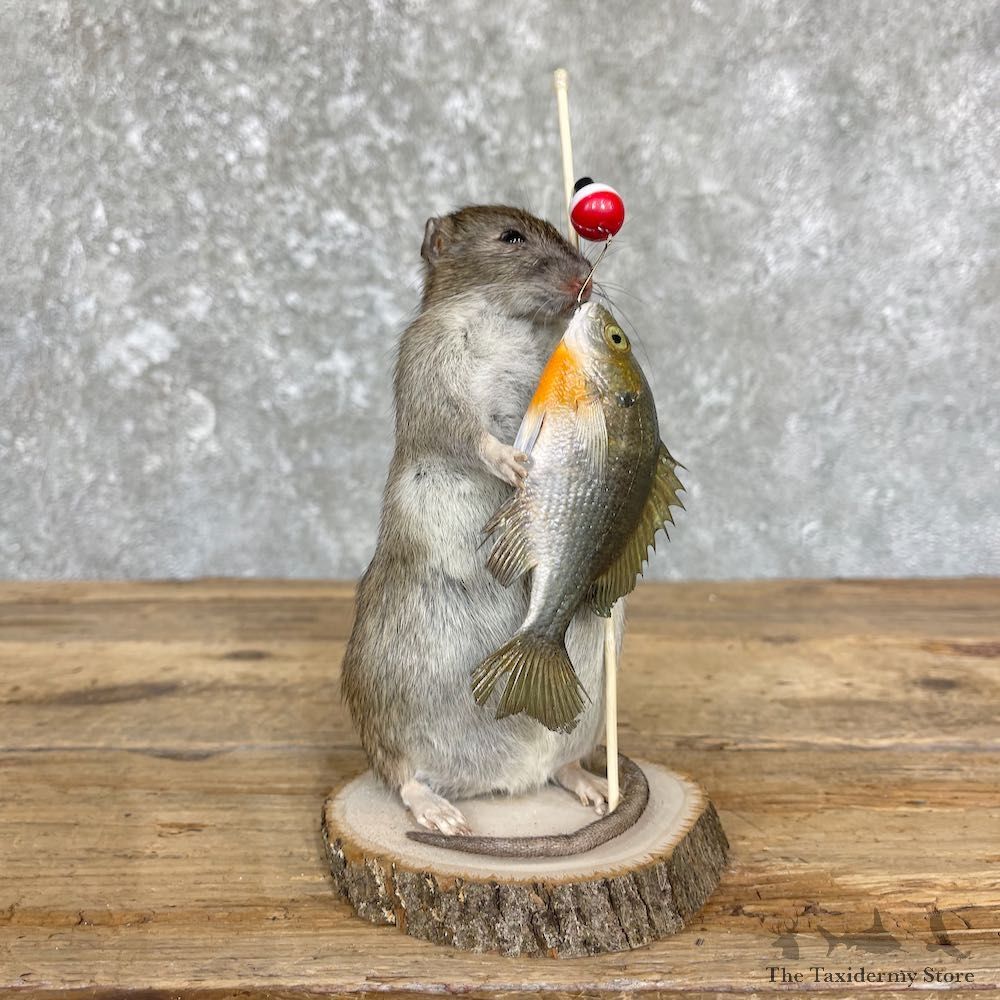 Fishing Rat Novelty Mount For Sale #26384 @ The Taxidermy Store