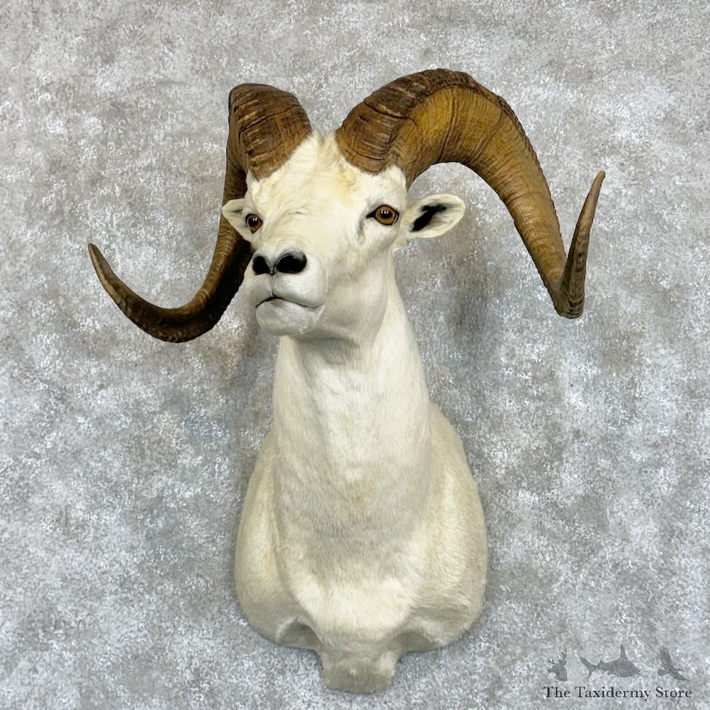Dall Sheep Shoulder Mount For Sale #29060 @ The Taxidermy Store