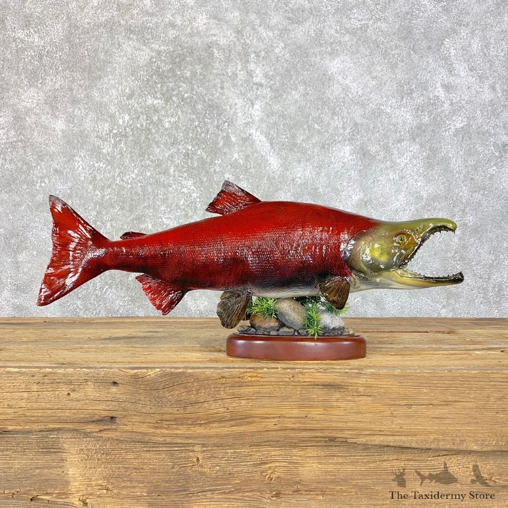 Sockeye Salmon Taxidermy Fish Mount For Sale #23972 @ The Taxidermy Store