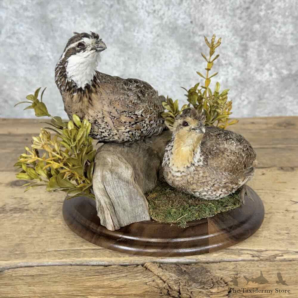 Bobwhite Quail Pair Bird Mount For Sale #32029 @ The Taxidermy Store