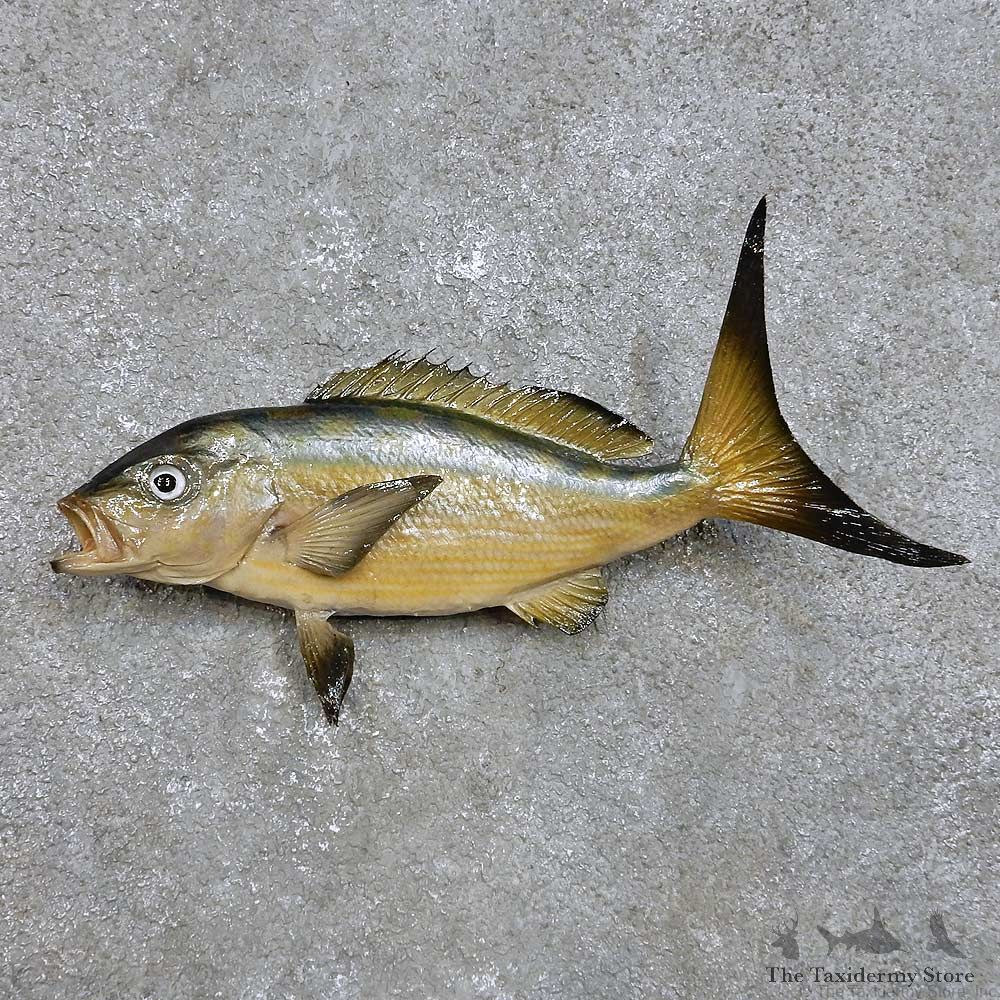Ocean Fish Mount For Sale #14388 @ The Taxidermy Store