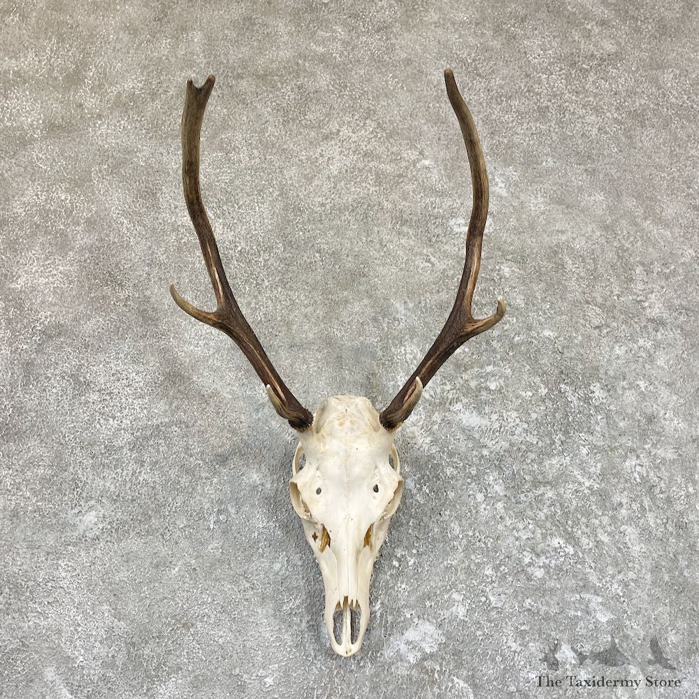 Sika Deer Skull Taxidermy Mount For Sale #26614 @ The Taxidermy Store