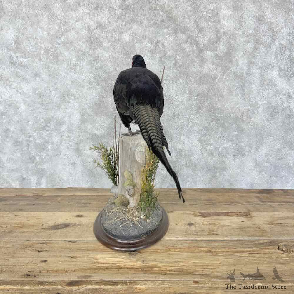Black Pheasant Bird Mount For Sale #31811 @ The Taxidermy Store