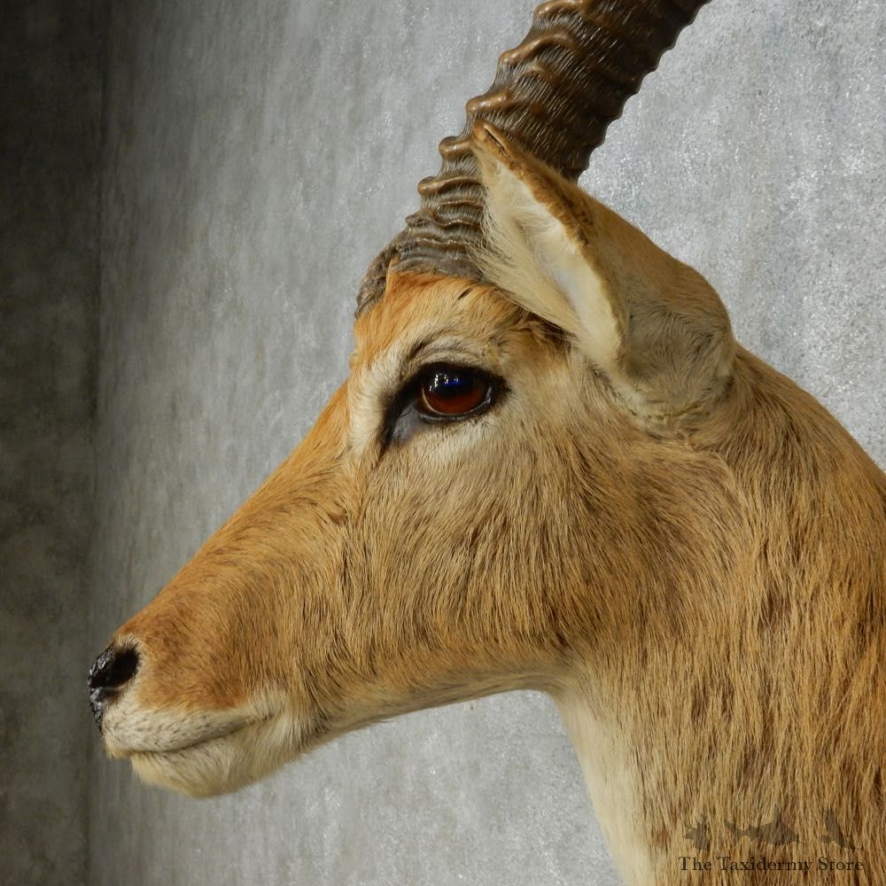Common Lechwe Shoulder Mount For Sale #14564 @ The Taxidermy Store