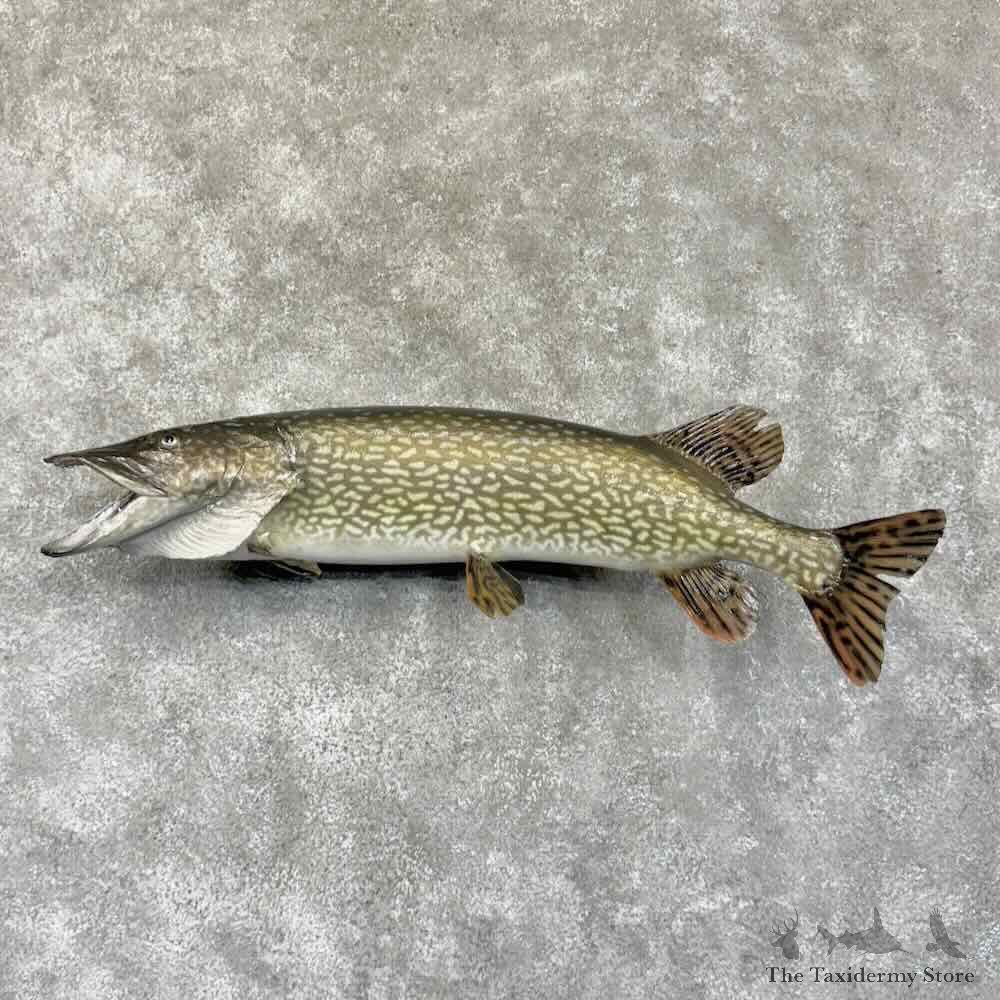 Northern Pike Fish Mount For Sale #30761 @ The Taxidermy Store