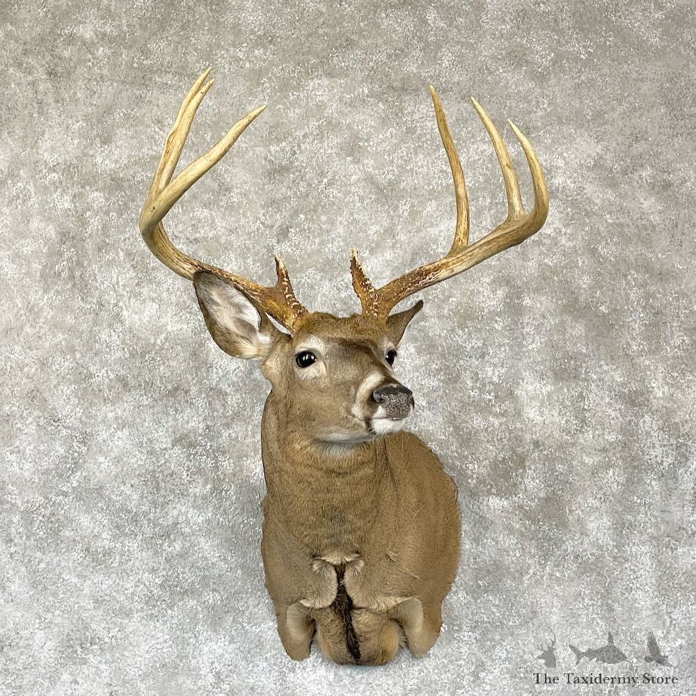 Whitetail Deer Shoulder Mount For Sale #28165 - The Taxidermy Store