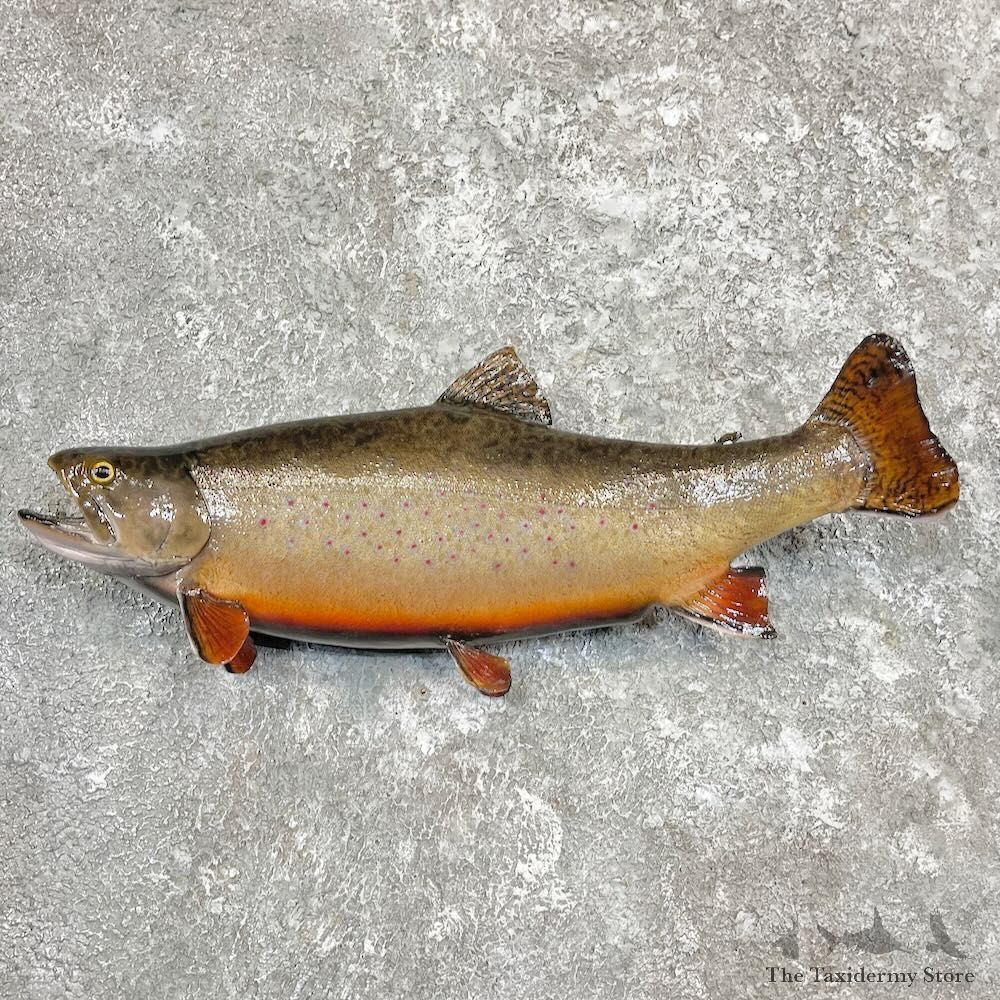 Brook Trout Fish Mount For Sale #27249 @ The Taxidermy Store