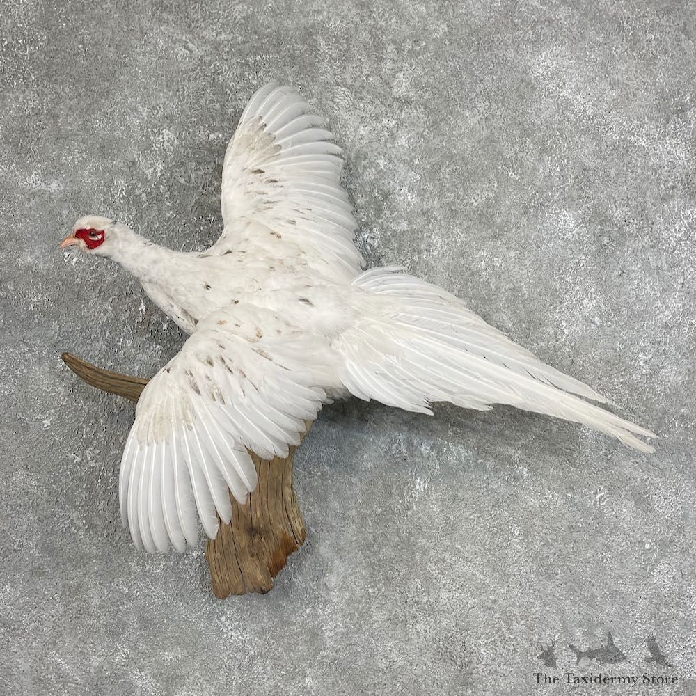 Alaskan Snow Pheasant Taxidermy Bird Mount For Sale #25745 @ The Taxidermy Store