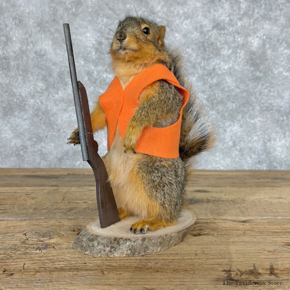 Hunting Squirrel Novelty Mount For Sale #28620 @ The Taxidermy Store