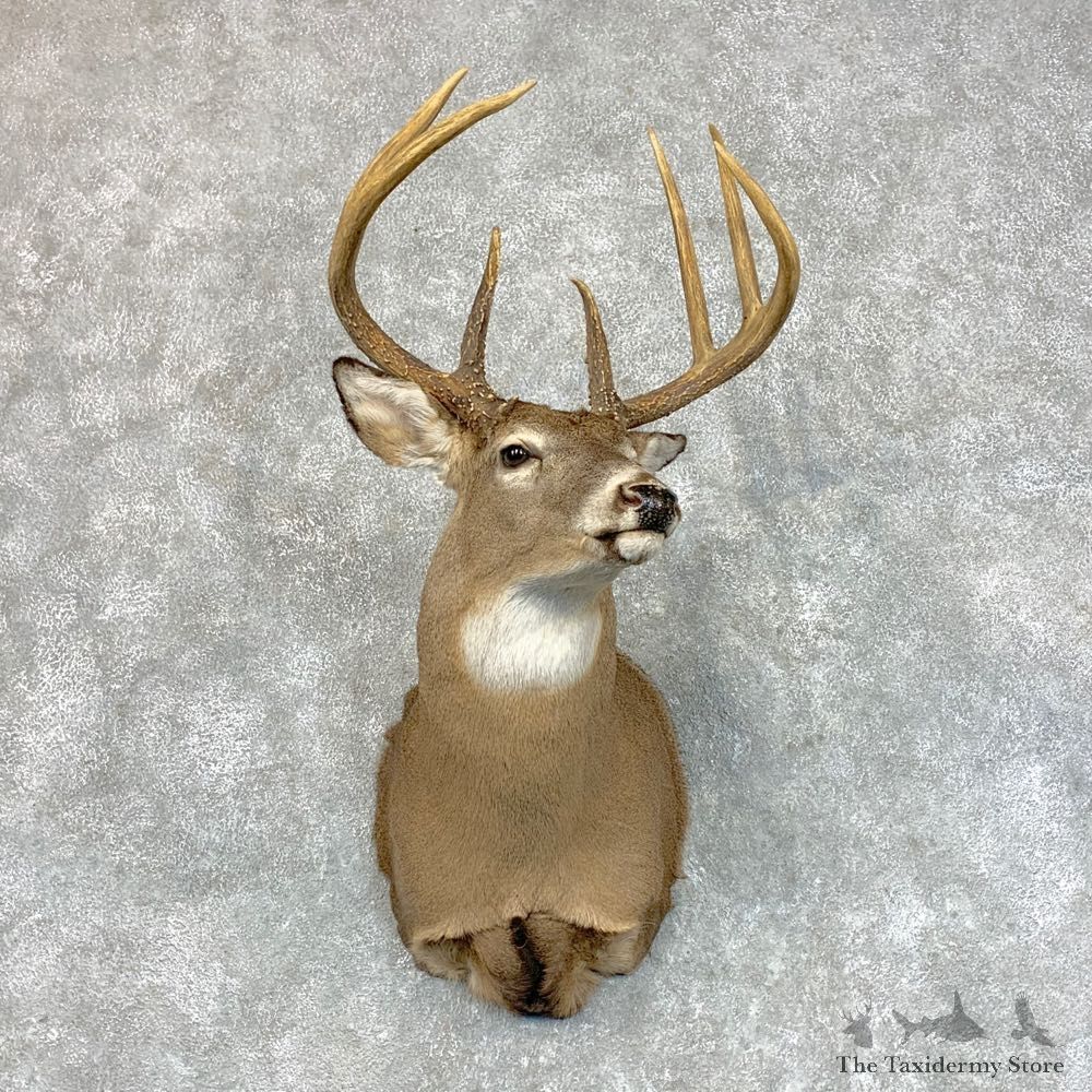 Whitetail Deer Shoulder Mount #22800 For Sale - The Taxidermy Store