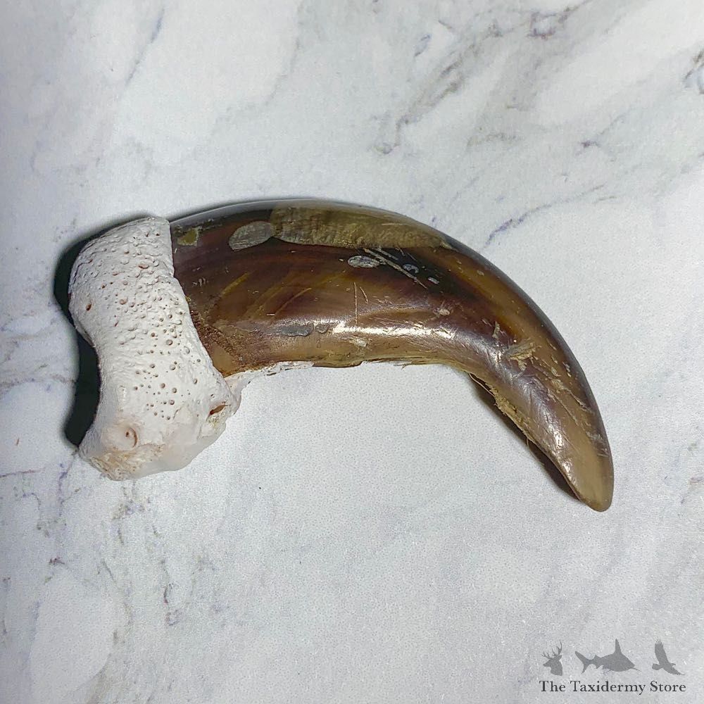 Grizzly Bear Claw For Sale #23770 - The Taxidermy Store