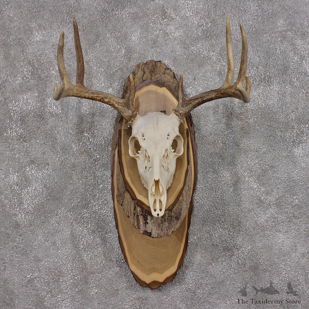 Whitetail Deer Taxidermy Skull Antler Plaque Mount #12436 For Sale @ The Taxidermy Store