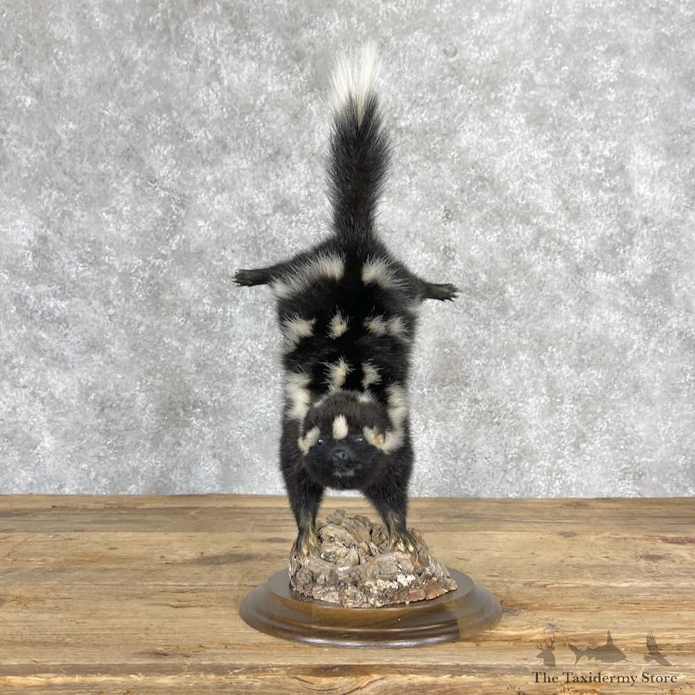 Eastern Spotted Skunk Life-Size Mount For Sale #28382 @ The Taxidermy Store