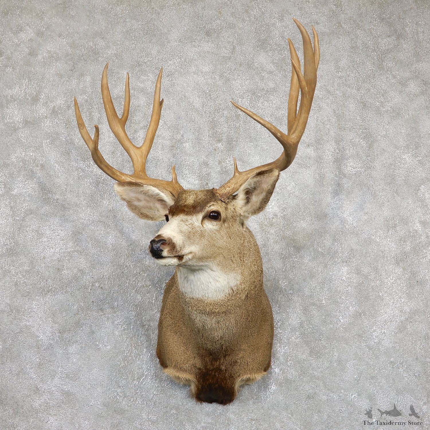 Mule Deer Shoulder Mount For Sale #19454 @ The Taxidermy Store