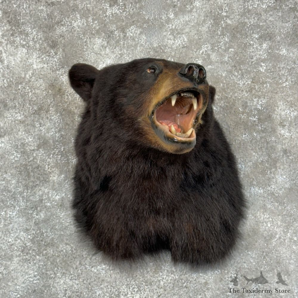 Black Bear Shoulder Mount For Sale #29559 @ The Taxidermy Store