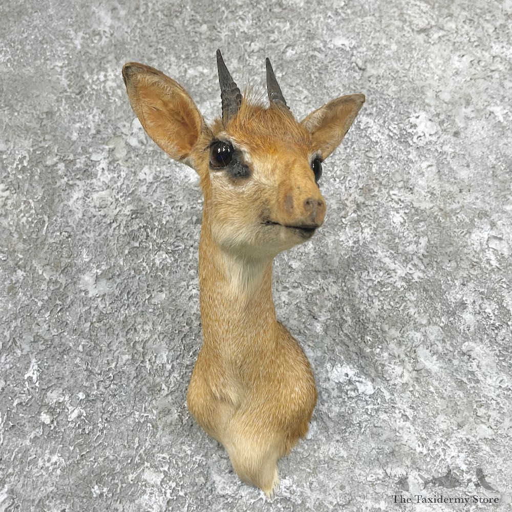 Kirk's Dik-Dik Shoulder Mount For Sale #28924 @ The Taxidermy Store